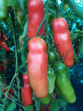 Pomidor Aurija 20 Nasion
