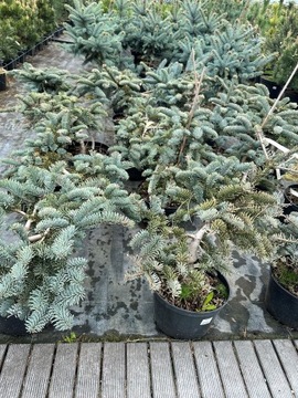 Jodła szlachetna - GLAUCA - Abies procera