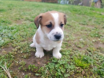 Jack Russell Terrier ZKwP / Giema Recz (FCI)