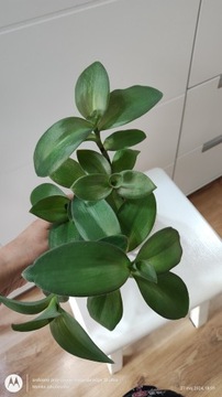 Tradescantia pallida 'Wild Green'. Tr.brevifolia var. buckleyi