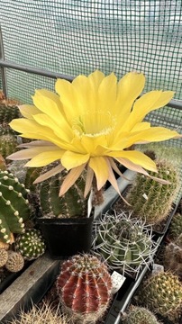  Echinopsis hybryd B.Schick *JEALOUSY*