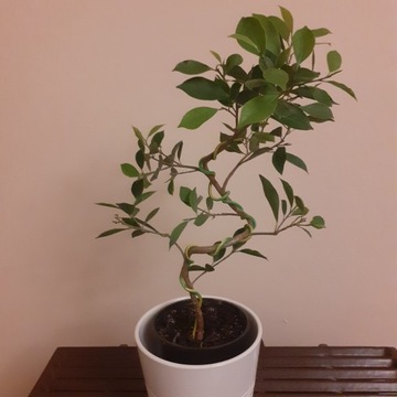 bonsai fikus retusa