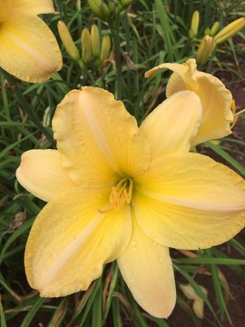 Liliowiec Hemerocallis Jadwiga Teresa HF-027