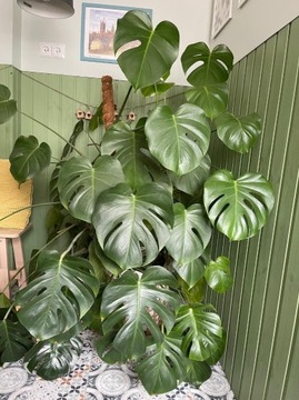 Monstera 'Deliciosa' (Monstera Dziurawa)