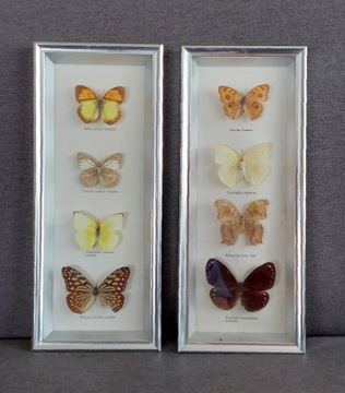 Motyl motyle w drewnianej oprawie kolekcje 