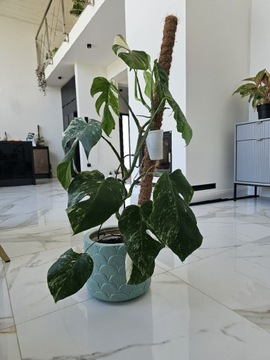 Monstera variegata 12 liści