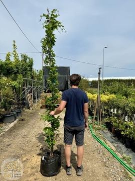 Buk pospolity / Fagus sylvatica 'Dawyck Gold' / 250-300cm / Obw.6-8cm