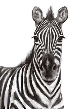 PLAKAT A3 zebra sawanna MONTESSORI