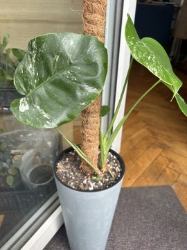 Monstera variegata 4-liście palik kokosowy 