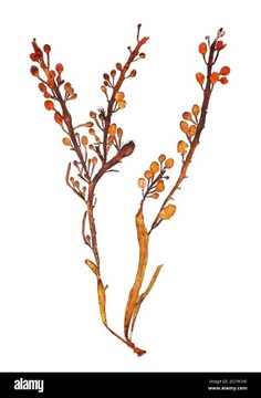 Ascophyllum nodosum - algi