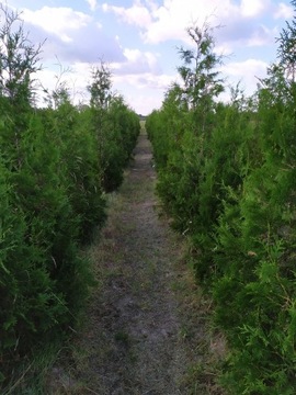 Thuja tuja Brabant gotowy żywopłot 80-120 cm 