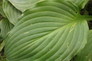 Hosta Funkia zielona