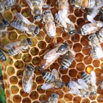 Matki pszczele czerwiące Nieska, Primorski, Elgon