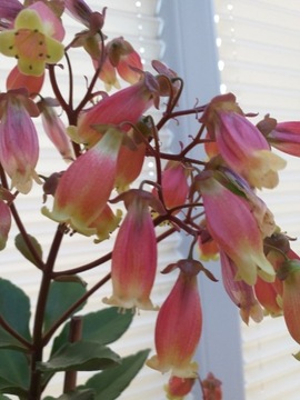 KALANCHOE WENDY - SADZONKI 