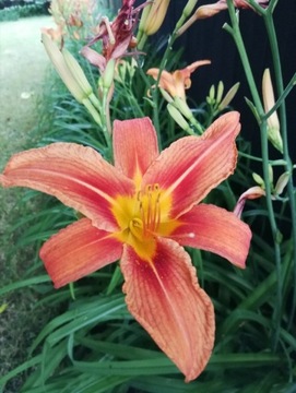 Liliowiec rdzawy (Hemerocallis fulva) duże karpy