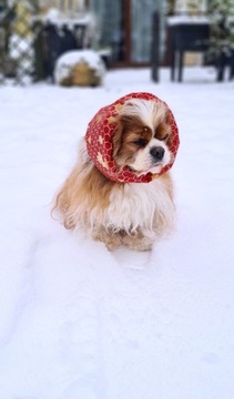 SNOOD WODOODPORNY Hug me Cavalier Spaniel