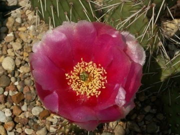 Opuntia 'Namao Rose' - 1 segment