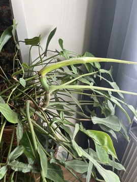 Philodendron Joepi roślina mateczna 10 letnia