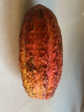 Owoc kakao kakaowiec nasiona kakao kakaowca