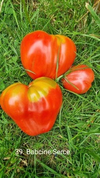 Babcine serce. Pomidor malinowy