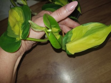 Philodendron brasil 