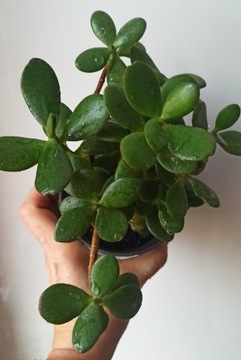 Crassula grubosz