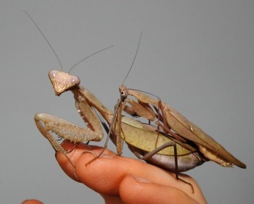 Sphodromantis aurea L5 Modliszka