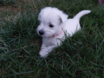 West Highland White Terrier 