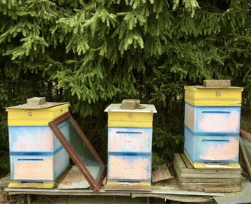 Ule z pszczołami 