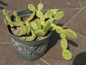 Opuntia humifusa 'Chain' - 1 segment