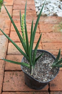 Sansievieria amazon green sukulent 1 odrost 40 cm