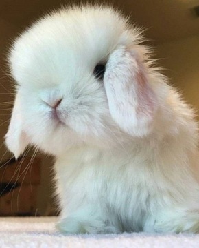 Mini Lop króliki miniaturki o łagodnym charakterze