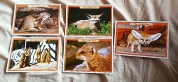 pocztówki Zoo Dvur Kralove