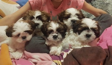 Smycz shih tzu oddam