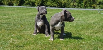 American Bully