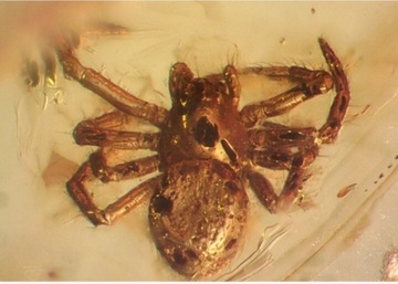Bursztyn bałtycki z inkluzjami: pająk skoczogonek