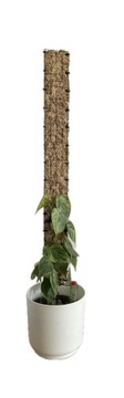 Palik Grow vertical mech sphagnum 60x5cm momstera