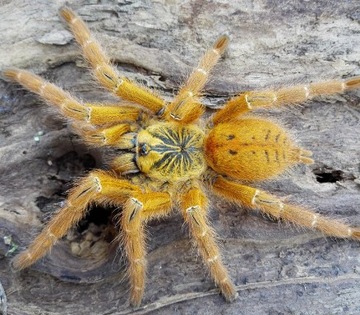 Pterinochilus murinus usambara 1,5DC Słoneczny