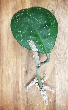Hoya obovata splash - ukorzeniona sadzonka