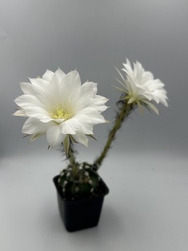 Echinopsis subnenudata