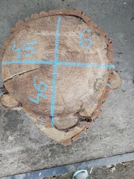 Plastry drewna suchy krążki RÓŻNE wymiary 38-60cm 