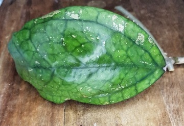 Hoya sp. Germany (Pa La U) - cięta sadzonka 