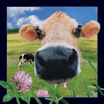 Magnes pocztówka 3D Krowa