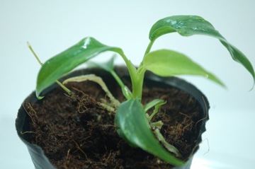 philodendron MINARUM variegata