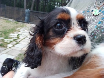 Cavalier King Charles 