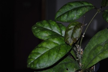 Hoya mutation from Deykei Hoja