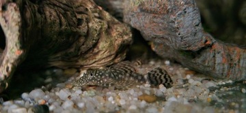 Zbrojnik niebieski (Ancistrus dolichopterus) 