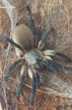 Monocentropus balfouri 5,5DC Ptasznik Samica