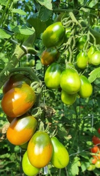 pomidor Black Plum nasiona kolekcjonerskie