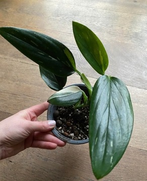 Monstera standleyana Variegata Cobra